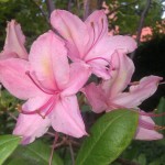 IMAG0511