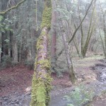 Murrig skog med några små redwoodträd.