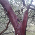 Röda träd i Napa Valley